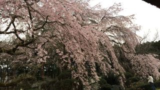 2015.4.6. 樹齢130年のしだれ桜が満開