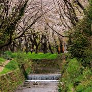 川沿いの一面の桜並木が綺麗です