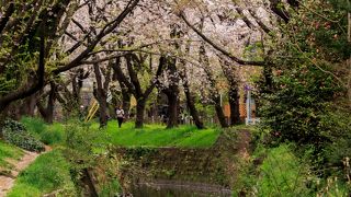 川沿いの一面の桜並木が綺麗です