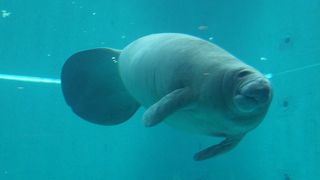マナティーに会える