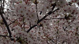 最高の散歩コース