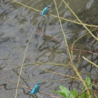 窓からカワセミが見られました