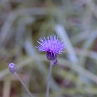 風景だけではなく、このような植物も楽しめます。