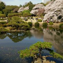 和風庭園からの桜