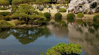 桜が満開の新宿御苑