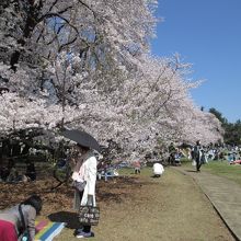 広々とした公園に青空に映える桜