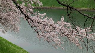 皇居の畔は桜が満開