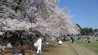 桜が満開、人も満開