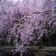 枝垂桜がみごとです。