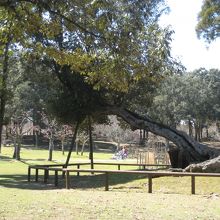 中央が浮見堂。まだ5分咲き。ここだけ際立ってるでしょ！