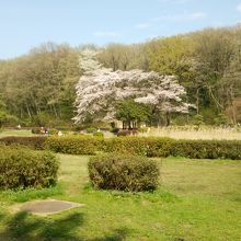 桜が綺麗です