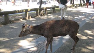 鹿がたーくさん