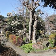 樹齢は600年以上におよぶ榎で、横浜市の銘木指定になっています。