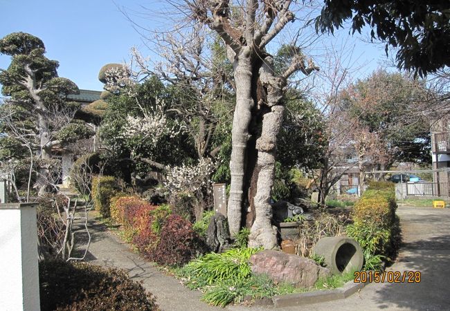 樹齢は600年以上におよぶ榎で、横浜市の銘木指定になっています。
