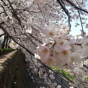 桜×名所!×千川・石神井コース
