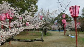桜の名所