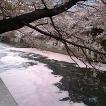 水面に浮く桜の花びら
