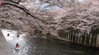満開の桜並木道