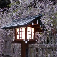 美しい桜の姿。