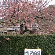 河津一本桜の銘木