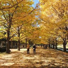 入口を入ってすぐの銀杏並木