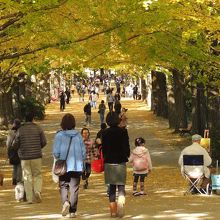 プール寄りの銀杏並木