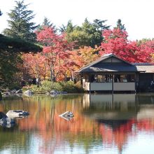 もみじの赤の美しさ