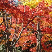 京都かと思いきや。ここは東京