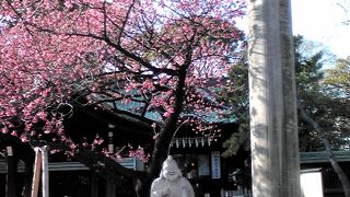 春を先取り　荏原神社の緋寒桜