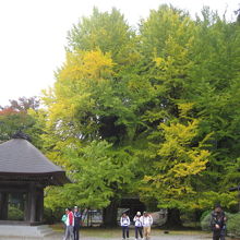 有名な銀杏の木