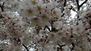 桜がキレイ☆遊具があるので、子連れでも楽しい♪