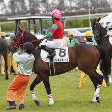 レース発走前の競走馬