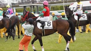 中山競馬場で桜と馬で楽しむ