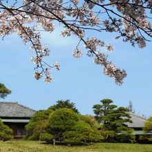 堀田邸と桜。庭園に2本ほど桜の木がある。