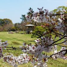 桜、4月6日時点で満開。