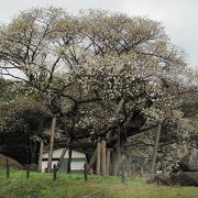 歴史の大桜　三隅太平桜