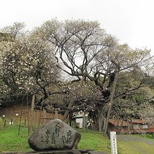 三隅大平桜の姿