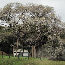 ５分咲きの三隅大平桜