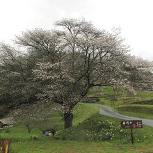近くには、井川１本桜もあります