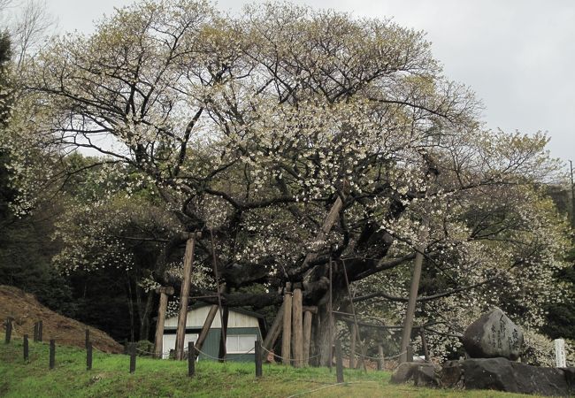 三隅大平桜 クチコミ アクセス 営業時間 三隅 金城 旭 フォートラベル