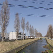 中島橋から眺めた春先のポプラ並木の様子
