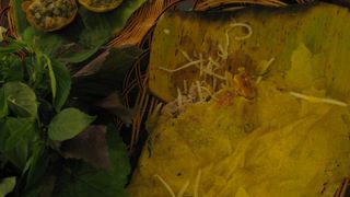 バインセオ ムイ シエム