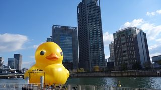 アヒルさんに会いに。