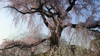 花見客でにぎやかです。