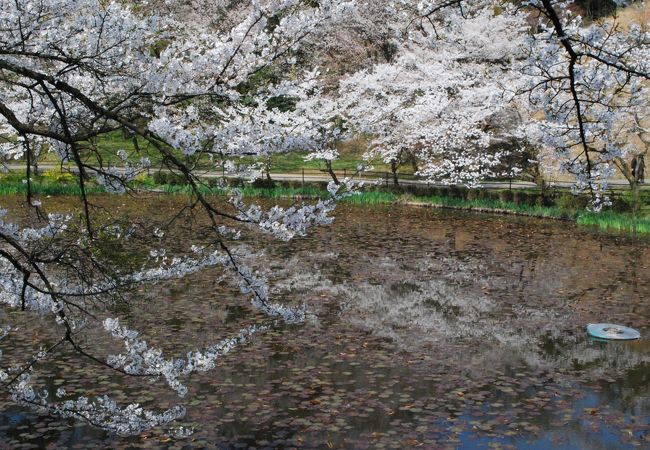 隠れた桜の名所では?