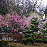 桜の季節、美しい庭園にて