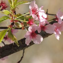 この濃いピンクがたまらない