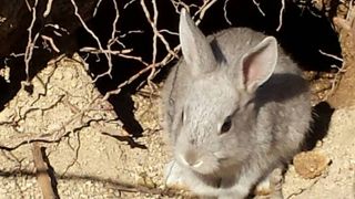 うさぎさんは冬眠しません 冬でも会えます 想定700羽以上 島のてっぺんの展望台 鉄塔のところにも うさぎさんはいます By かめ 大久野島 うさぎ 島 のクチコミ フォートラベル