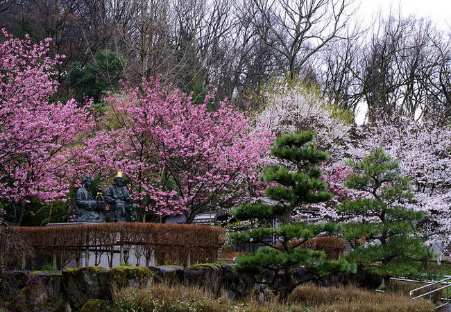 桜の季節、美しい庭園にて