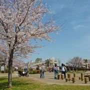 桜に囲まれた空が広い公園